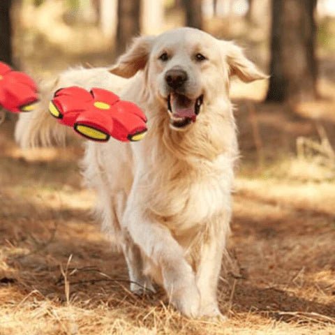 Brinquedo Voador para Cães com Função 2 em 1 - Mercado Maia